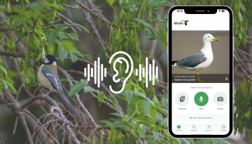 Atelier sur l'application de reconnaissance des chants d'oiseaux : Merlin Bird ID